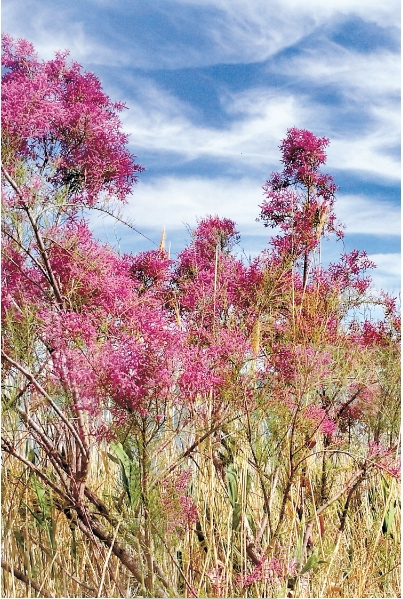 柽柳盛花期 孙青占摄.png 柽柳盛花期 孙青占摄.png