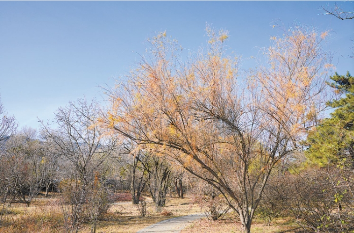 柽柳植株 王孜摄.png 柽柳植株 王孜摄.png