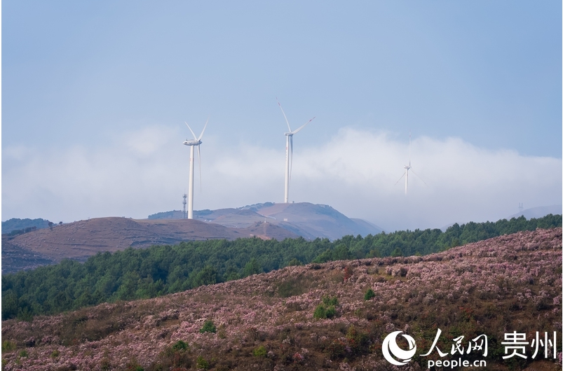 乌蒙大草原内的野生高原矮杜鹃。.png 乌蒙大草原内的野生高原矮杜鹃。.png