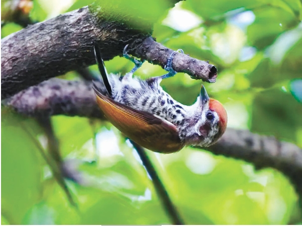 斑姬啄木鸟 上海.png 斑姬啄木鸟 上海.png