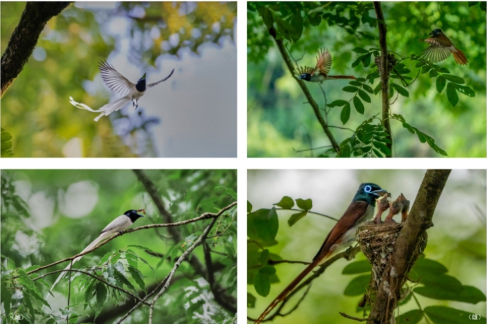 寿带（周小川 翟家驹）.png