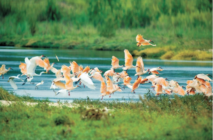 朱鹮种群实现复壮 田孟智摄.png