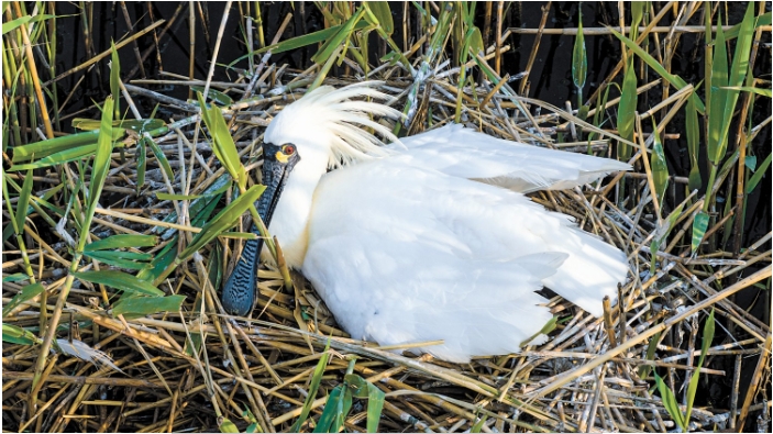 国家一级保护动物黑脸琵鹭在保护区筑巢繁殖 张树岩摄.png