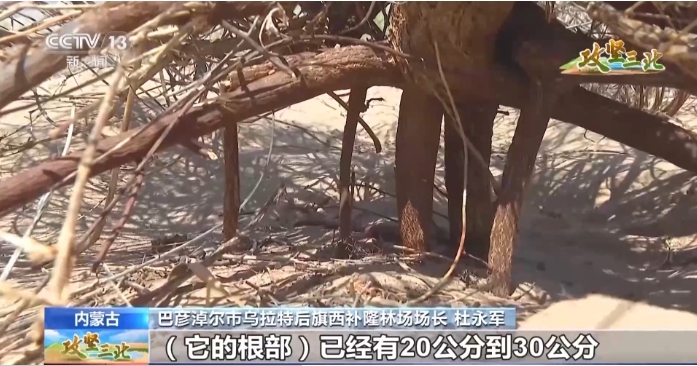 内蒙古巴彦淖尔市乌拉特后旗西补隆林场场长 杜永军：乌兰布和沙.png