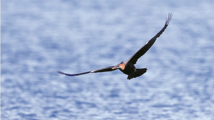 盘旋.png 盘旋.png