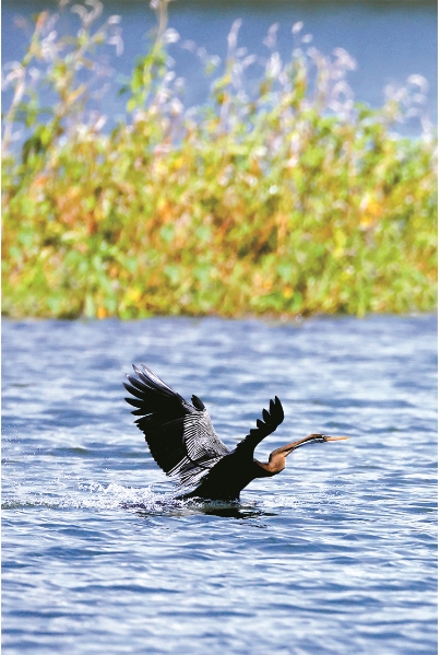 捕猎.png 捕猎.png