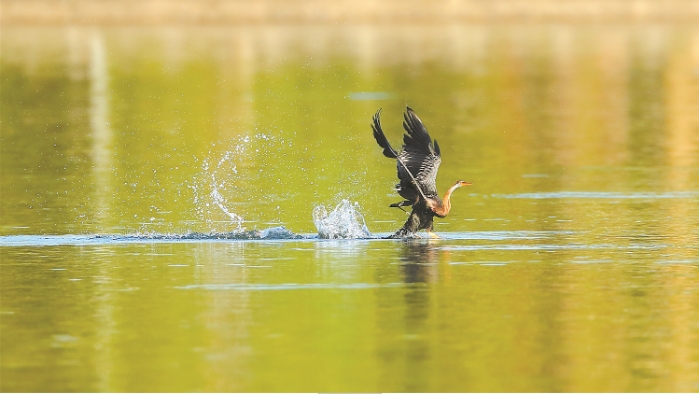 凌波微步.png 凌波微步.png