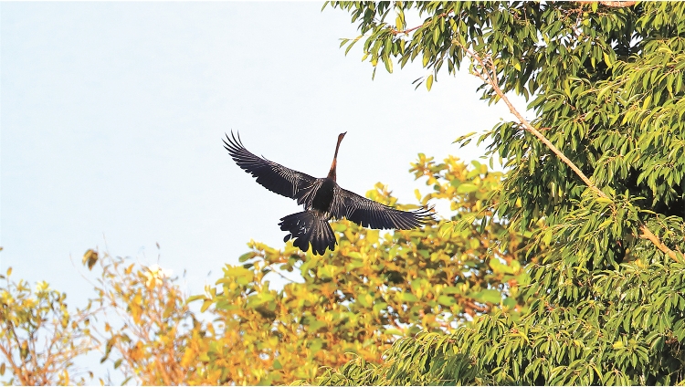 振翅.png 振翅.png