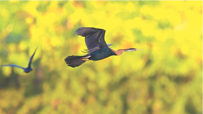 穿梭.png 穿梭.png