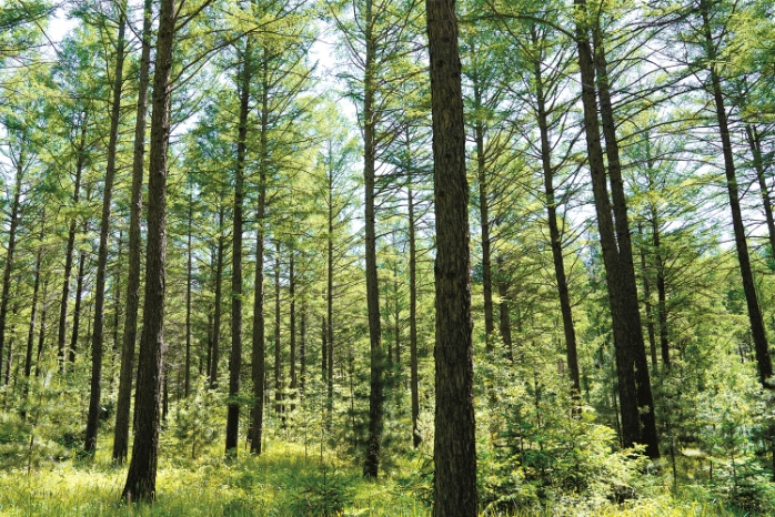 木兰林场近自然经营的华北落叶松人工林.png 木兰林场近自然经营的华北落叶松人工林.png