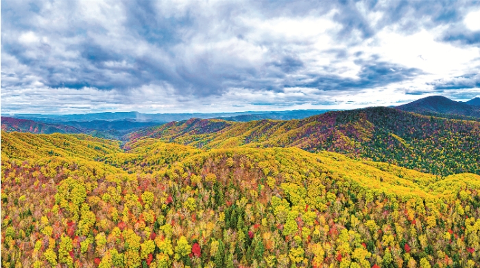 东北虎豹国家公园温带针阔叶混交林.png 东北虎豹国家公园温带针阔叶混交林.png