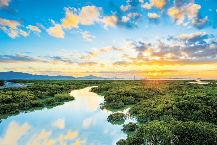 风光旖旎的漳州龙海红树林保护区.png 风光旖旎的漳州龙海红树林保护区.png