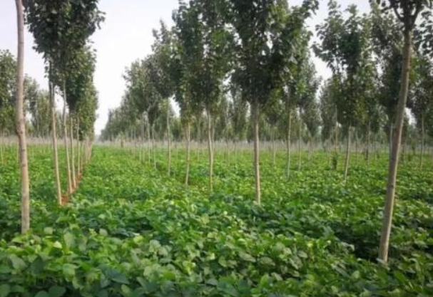 林下经济33.png 林下经济33.png