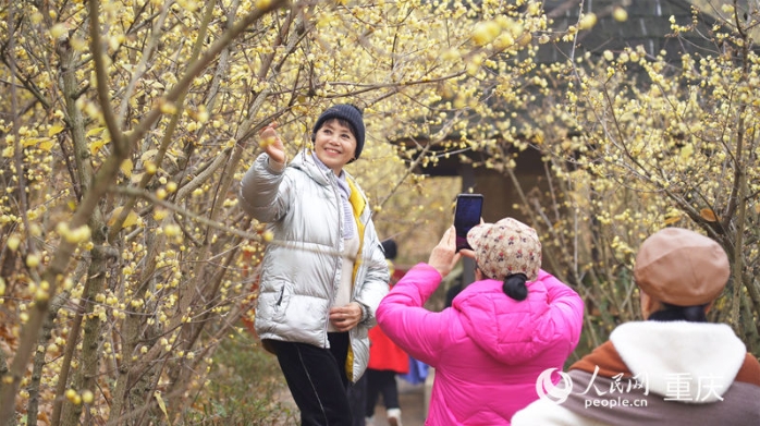 游客在北碚区静观镇的蜡梅园游玩。.png 游客在北碚区静观镇的蜡梅园游玩。.png