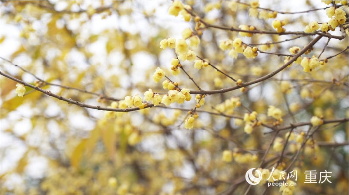 静观镇“素心蜡梅”以花大.png 静观镇“素心蜡梅”以花大.png