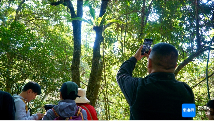 游客在海南热带雨林国家公园五指.png
