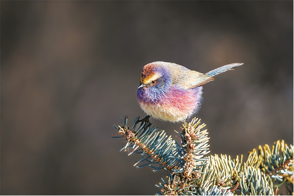 花彩雀莺的111.png 花彩雀莺的111.png