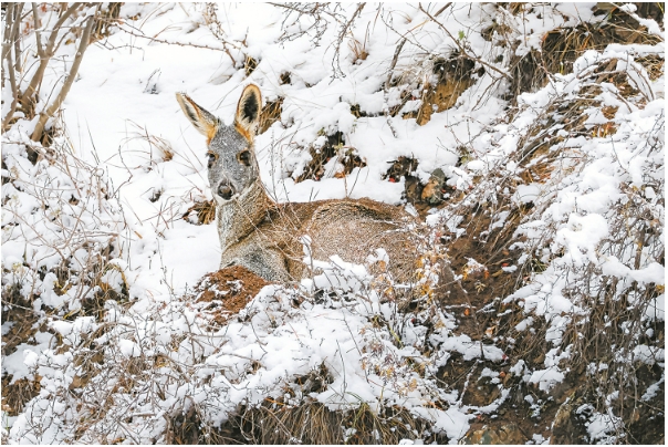 马麝的111.png 马麝的111.png