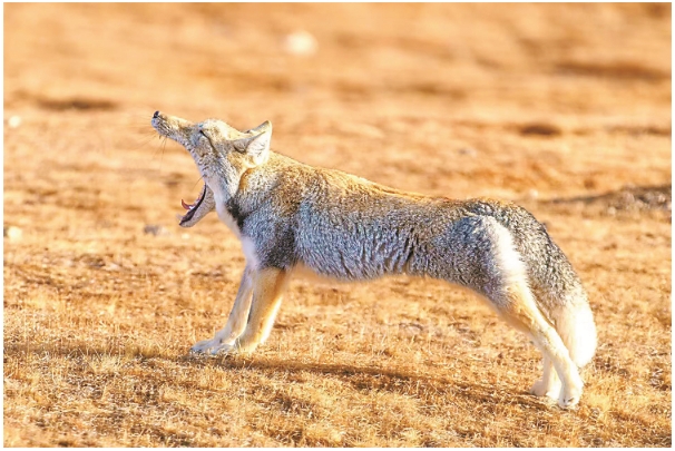 藏狐的111.png 藏狐的111.png