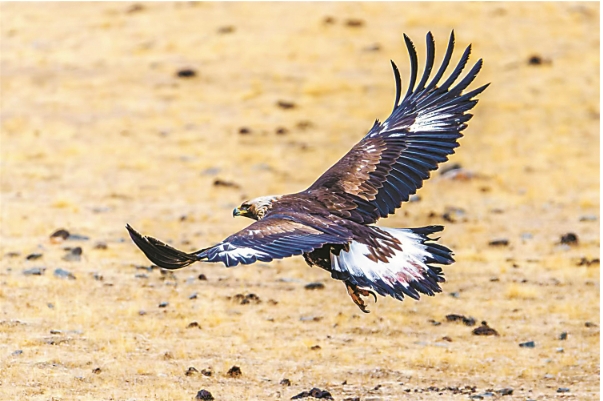 金雕111.png 金雕111.png