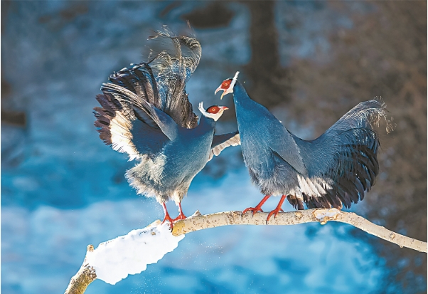 蓝马鸡的111.png 蓝马鸡的111.png