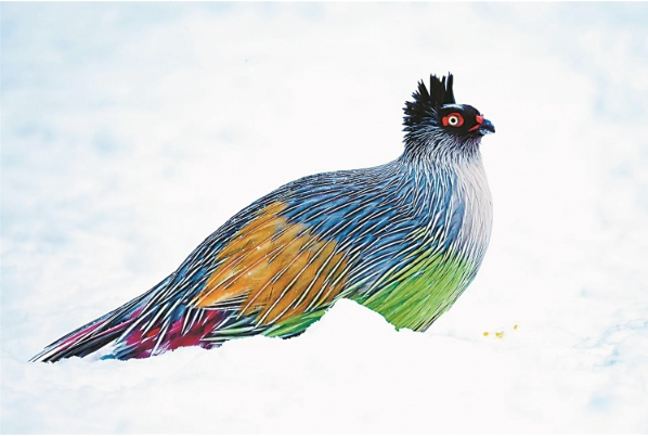 血雉111.png 血雉111.png