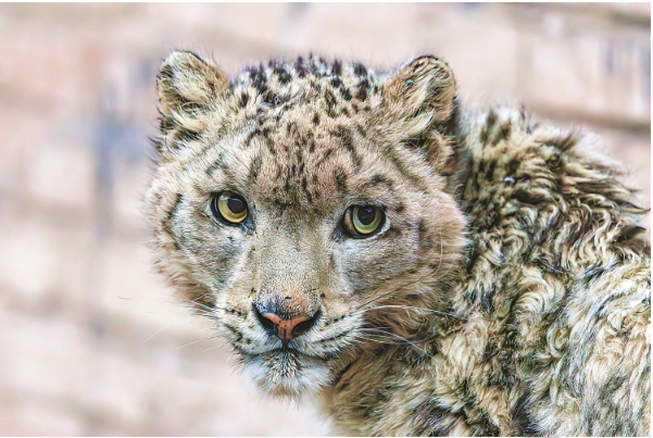 雪豹的111.png 雪豹的111.png