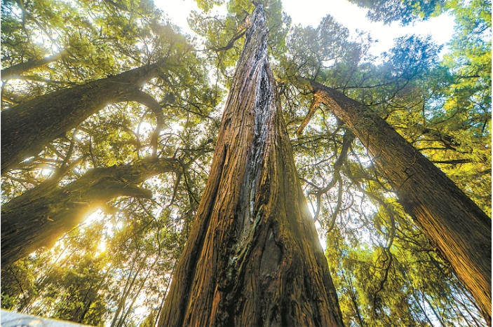 剑阁古柏.png 剑阁古柏.png