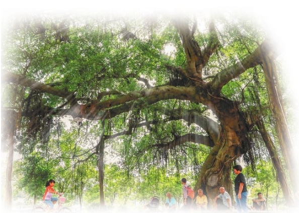 陕西省白水县仓颉手植柏。 白.png