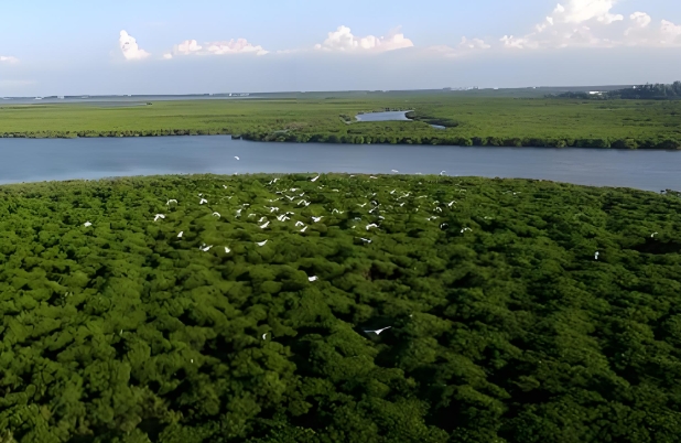 红树林55.png 红树林55.png