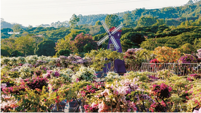 三角梅种植基地。.png