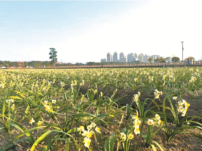 漳州水仙花原产地保护区.png