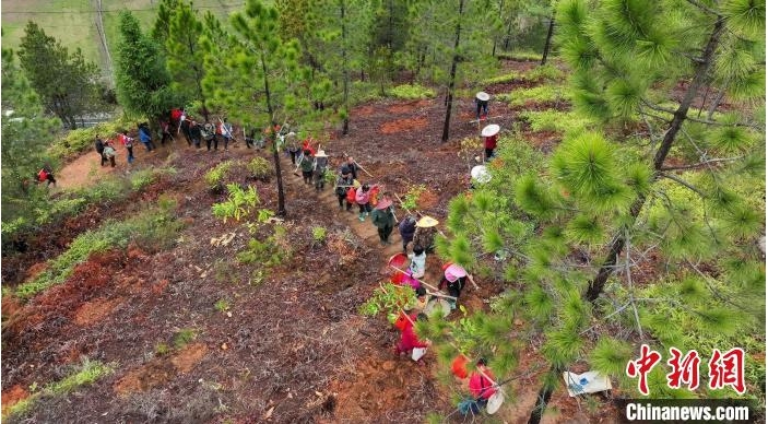 造林工人上山植树。.png