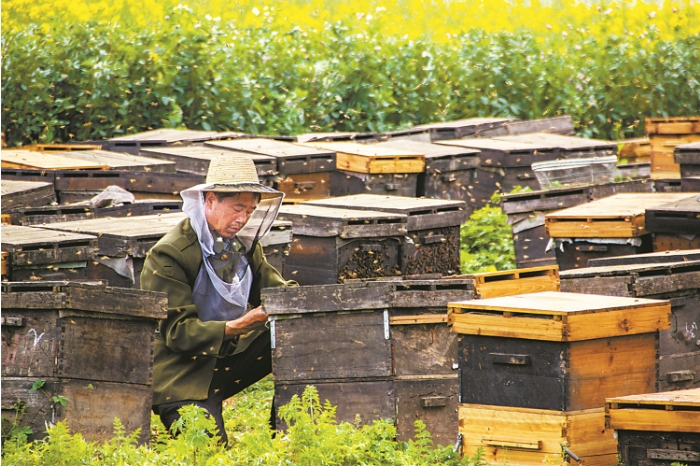 林下养蜂.png 林下养蜂.png