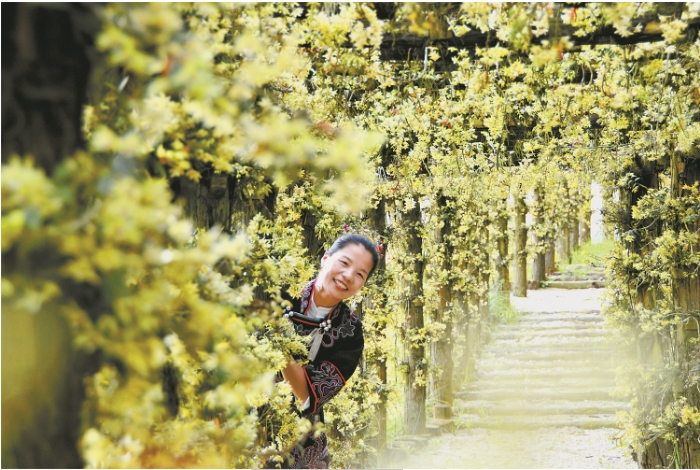 林下石斛种植基地 龙.png 林下石斛种植基地 龙.png