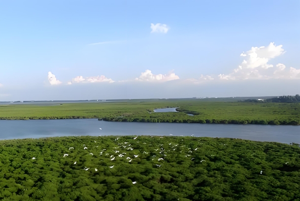 红树林22.png 红树林22.png