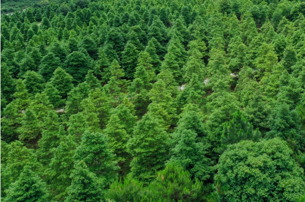 林权22.png 林权22.png