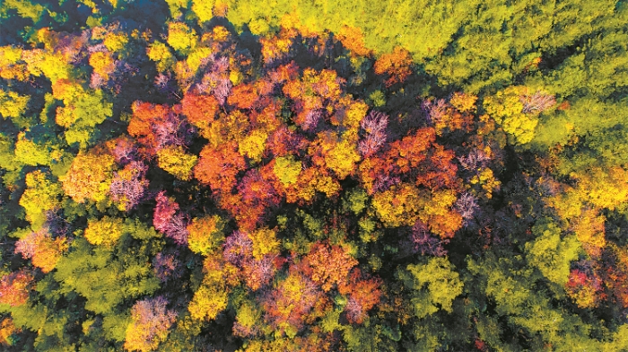 万州区枫香采种基地.png 万州区枫香采种基地.png