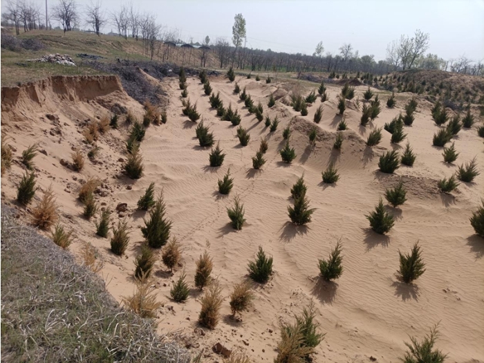 渭南市大荔县沙地治理成效。.png