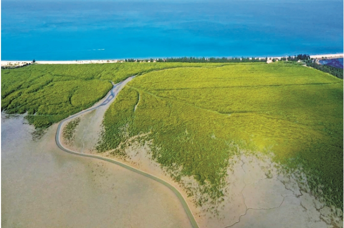 滨海湿地新生的红树林 卢.png