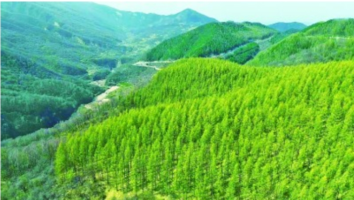 六盘山植新绿 固原.png