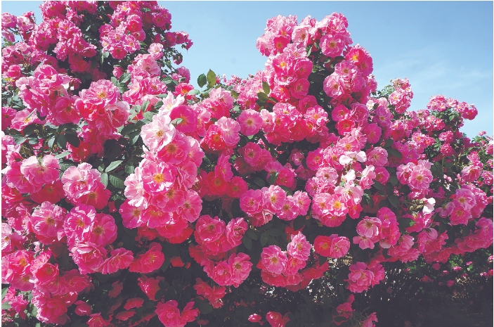 盛花期的月季.png