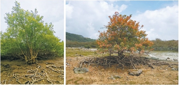 左图可见海漆突出的表面根与茂密的树冠.png