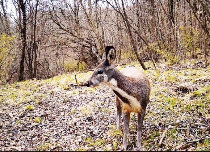 林麝.png 林麝.png