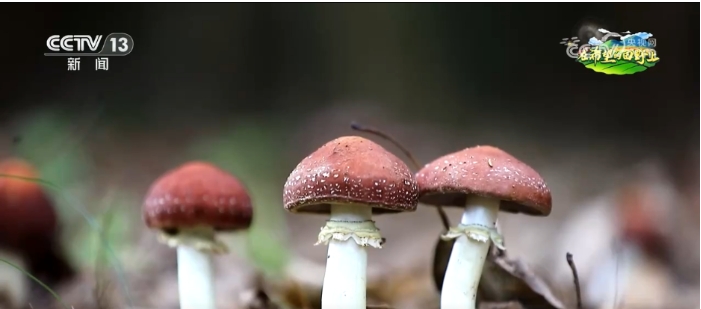 从储备林到“致富林”,.png 从储备林到“致富林”,.png