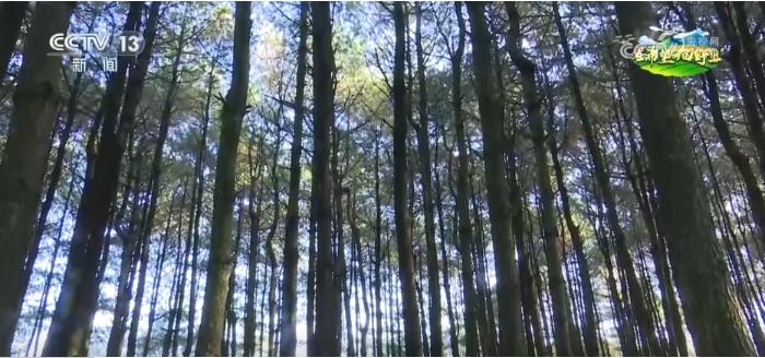 目前,威宁县因地制宜发展林下经济.png 目前,威宁县因地制宜发展林下经济.png