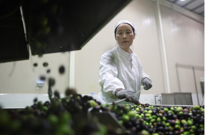 在甘肃省陇南市武都区一家油橄榄加工企业.png 在甘肃省陇南市武都区一家油橄榄加工企业.png