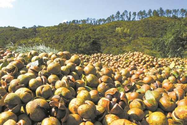 油茶丰收444.png 油茶丰收444.png