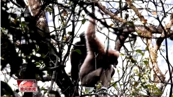 高黎贡白眉长臂猿鸣声洪亮,.png 高黎贡白眉长臂猿鸣声洪亮,.png