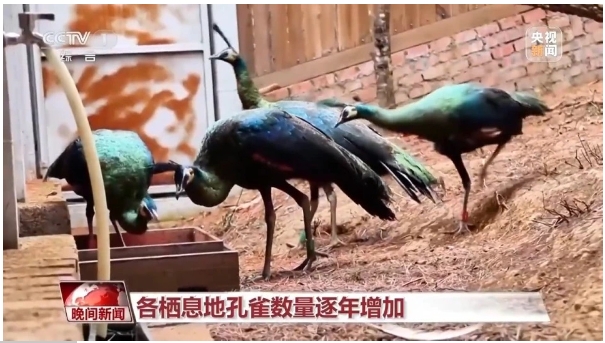 中国科学院昆明动物研究所副研究员 吴飞.png 中国科学院昆明动物研究所副研究员 吴飞.png